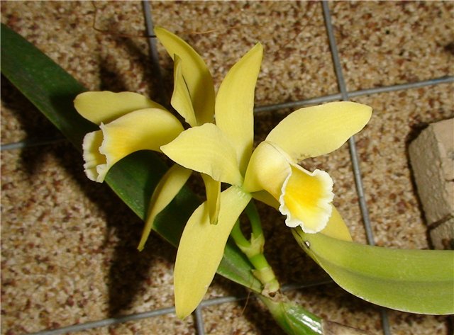 Орхидея Cattleya luteola 'Big star'