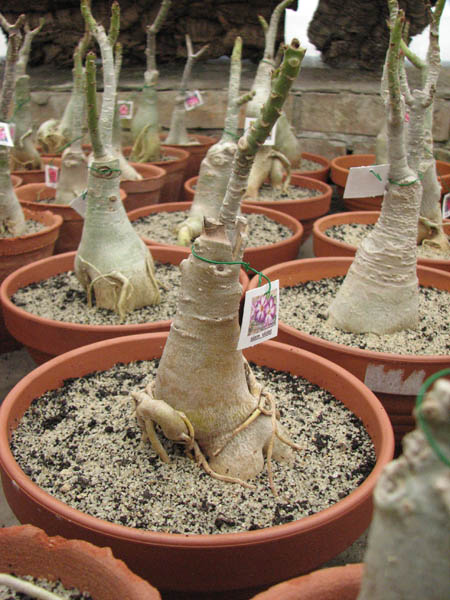 Магазин орхидей orchids.in.ua