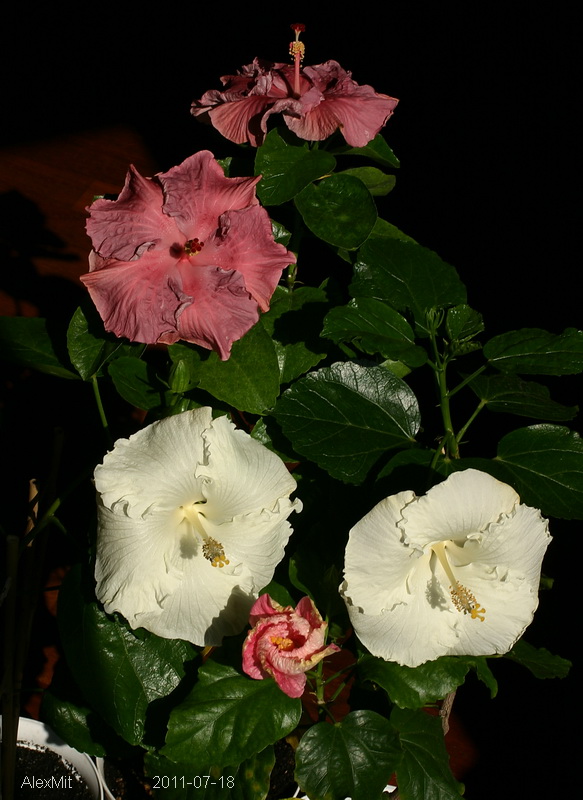 CRW_2486_RJs.JPG