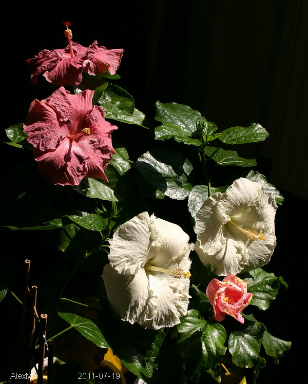 CRW_2489_RJs.JPG