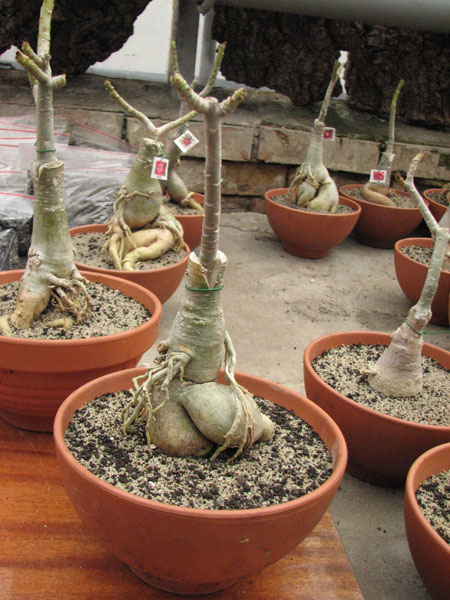 Adenium%20Red%20Crispum.jpg