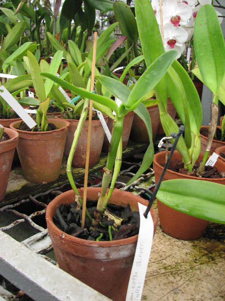 Guarianthe skinneri alba.jpg