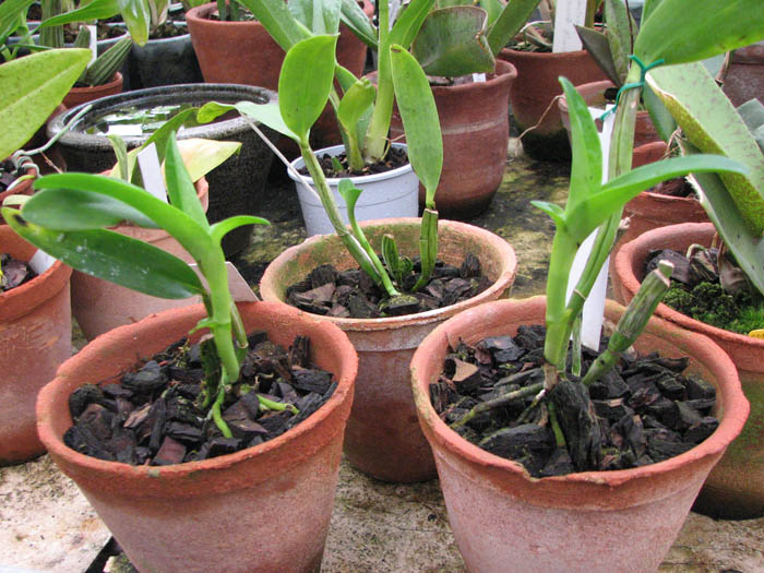 Guarianthe aurantiaca.jpg