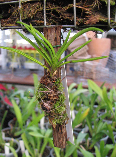 Фото орхидеи Ascocentrum pumilum