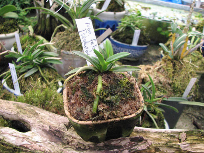 Орхидея неофинетия 240 грн