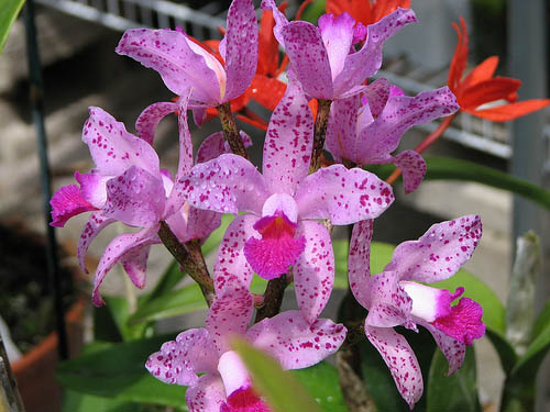 Фото орхидеи Cattleya amethystoglossa