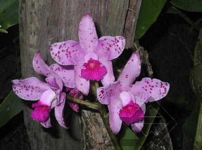 Фото оридеи C. amethystoglossa 'Corrego do Cachorro' XXX