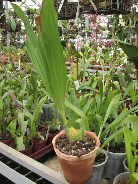 Фото орхидеи Ida locusta из Перу