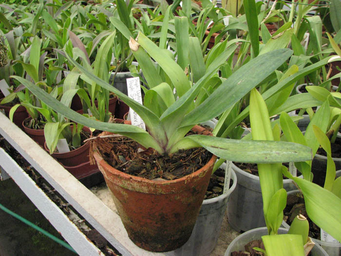 Фото Paphiopedilum Delrosi 'Monique' × Paphiopedilum Starr Warr 'Eureka' Тайвань