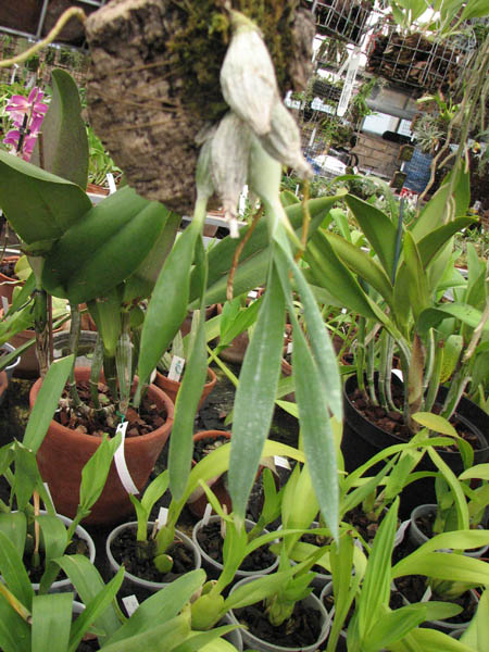 Мексиканская орхидея Euchile citrina фото