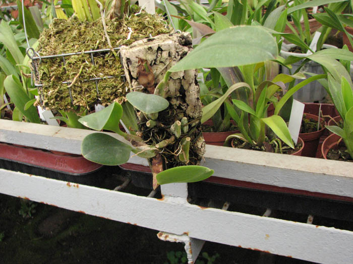 Фото эпифитной орхидеи Bulbophyllum longisepalum