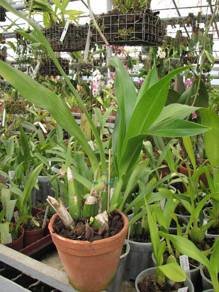 Фото орхидеи Grammatophyllum Yaun Nan Tiger Praw