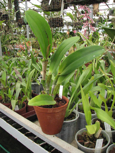 Фото орхидеи Potinara Hsinying Pink Doll 'Hsinying'