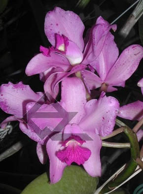 Фото орхидеи Cattleya amethystoglossa rubra