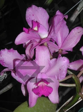 Фото орхидеи Cattleya amethystoglossa rubra 'Cardeal'