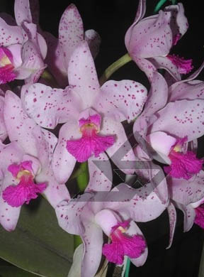 Фото орхидеи C. amethystoglossa 'FPA'