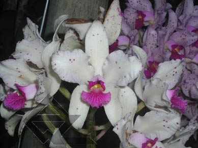 Фото орхидеи C. amethystoglossa palha 'Gloriosa'