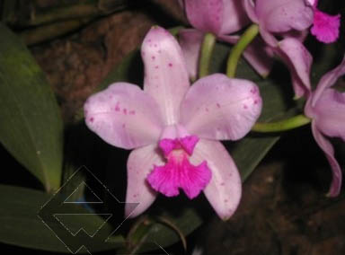 Фото орхидеи Орхидея Cattleya amethystoglossa tipo 'Walney'