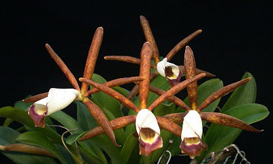Фото орхидеи Cattleya araguaiensis
