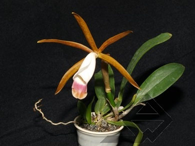 Фото орхидеи Cattleya araguaiensis x SELF