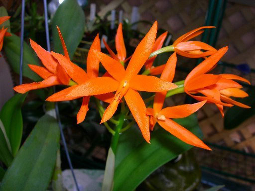 Фото орхидеи Cattleya aurantiaca