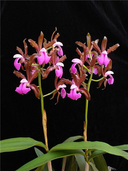 Фото орхидеи Cattleya bicolor