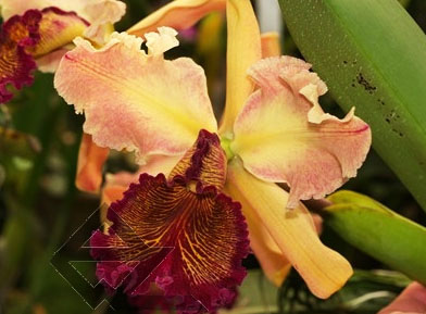 Фото орхидеи Cattleya dowiana