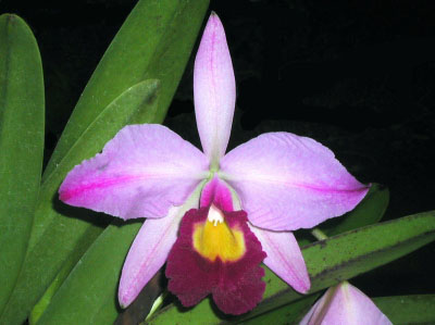 Фото орхидеи Cattleya eldorado