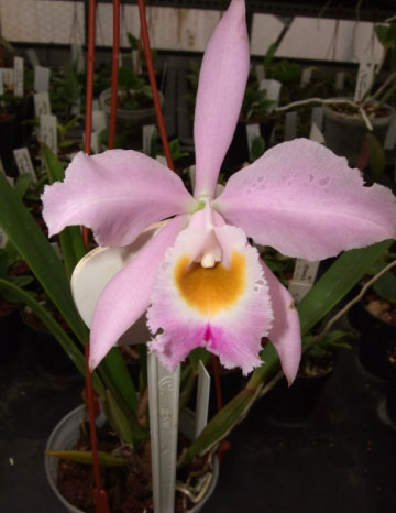 Фото орхидеи Cattleya eldorado concolor punctata 'Bela' x self