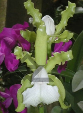 Фото орхидеи Cattleya elongata albina 'Caldasso' (x SELF) x SELF
