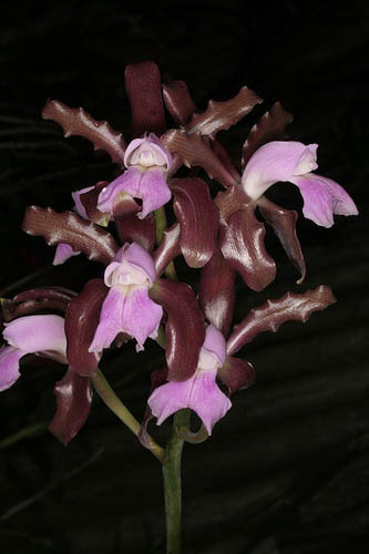 Фото орхидеи Cattleya elongata