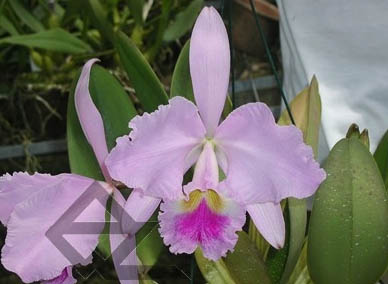 Фото орхидеи Cattleya gaskelliana 'Da. Norma Deher' x SELF