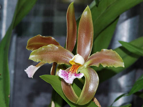Фото орхидеи Cattleya granulosa