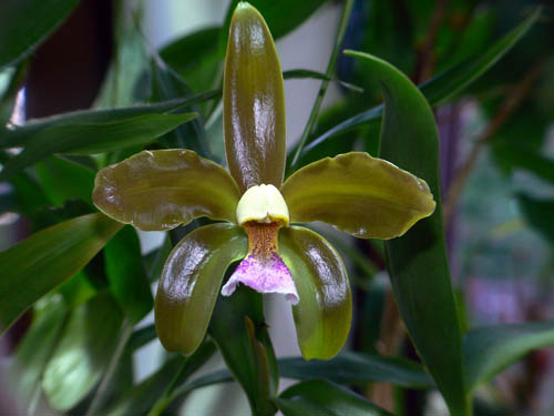 Cattleya granulosa фото орхидеи