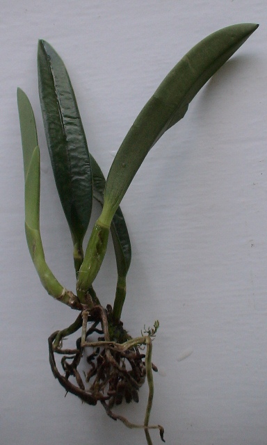 Laelia jongheana.jpg