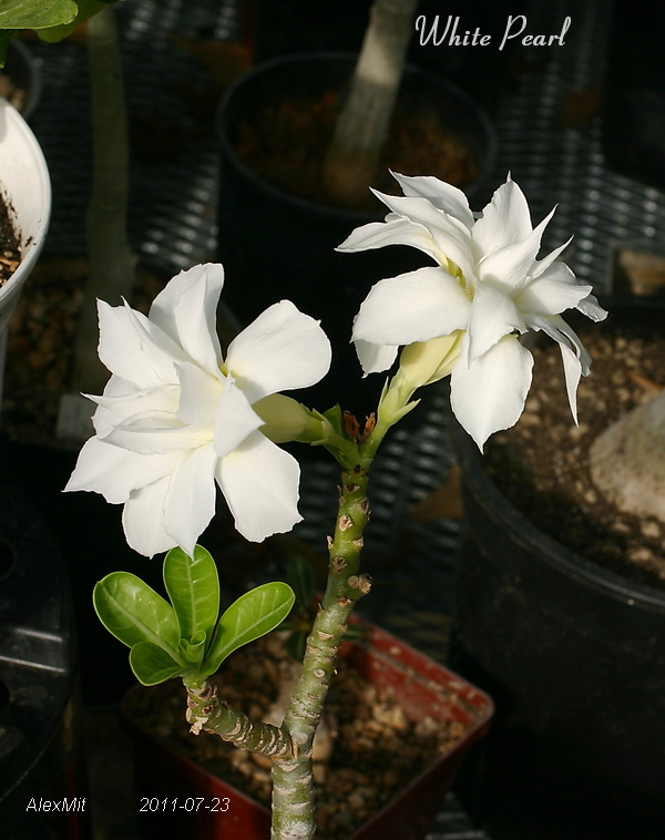 CRW_2520_RJs.JPG