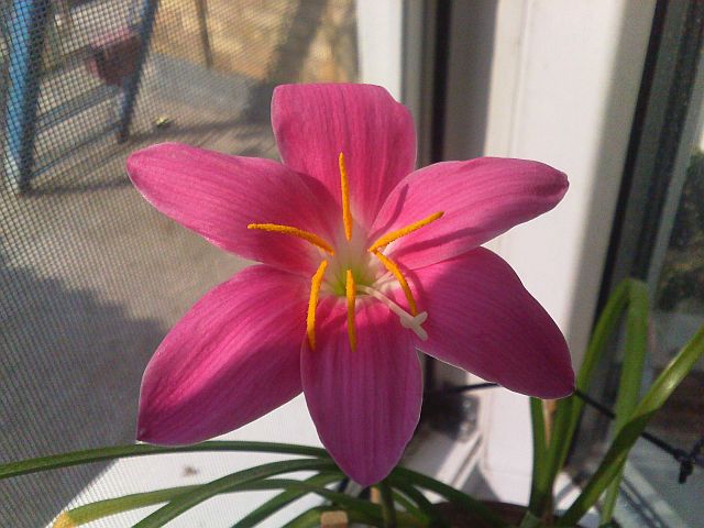 Zephyranthes rosea