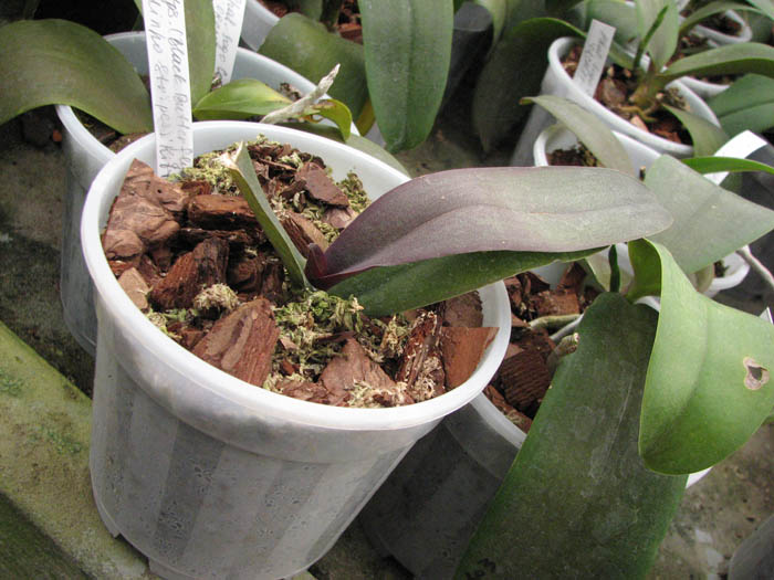 Фото орхидеи Doritaenopsis (Black Butterfly x Minho Stripes) 'Kitty Cat'