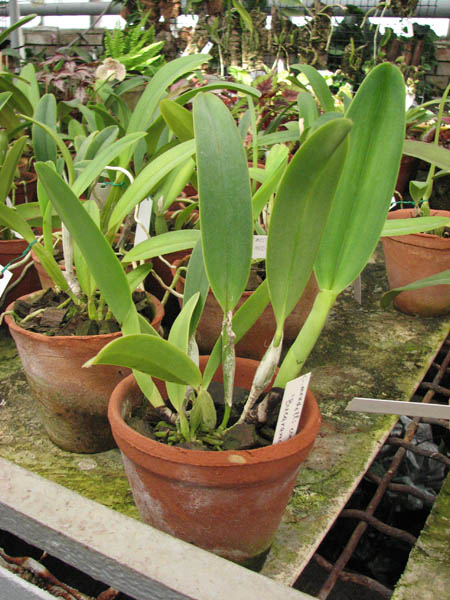 Фото орхидеи Cattleya mendelli concolor 'Bucaramanga'x SELF