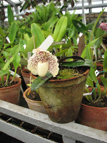 Фото орхидеи Paphiopedilum godefroyae var. Luecochilum