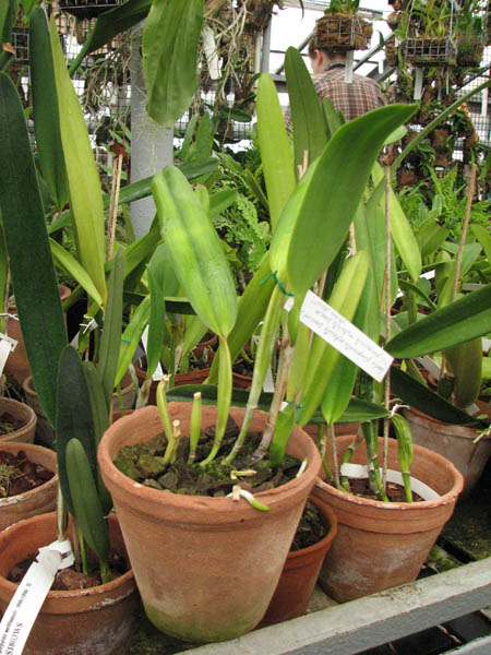 Фото орхидеи Laelia purpurata estriata suave 'AWZ' x Laelia purpurata estriata suave 'Pedra Azul'