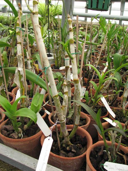 Фото орхидеи Dendrobium Kultana Fansy Red