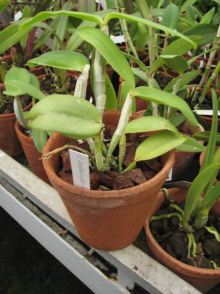 Фото орхидеи Cattleya Walkerinter fma. coerulea
