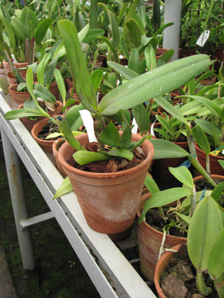 Фото орхидеи Laeliocattleya Imperial Charm 'Sato'