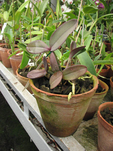 Фото орхидеи Cattleya schilleriana 'Guaraparí' x Cattleya schilleriana 'Olinda'