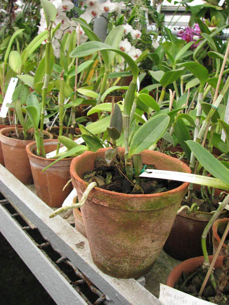 Фото орхидеи Cattleya violacea tipo 'Golias' x SELF