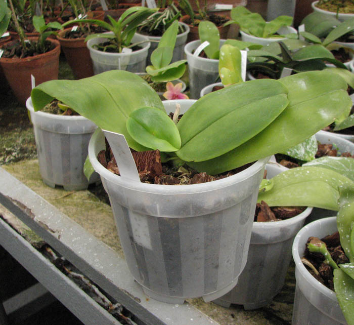 Фото орхидеи Phalaenopsis bellina