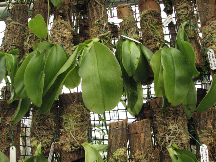 Фото орхидеи Phalaenopsis hieroglyphica