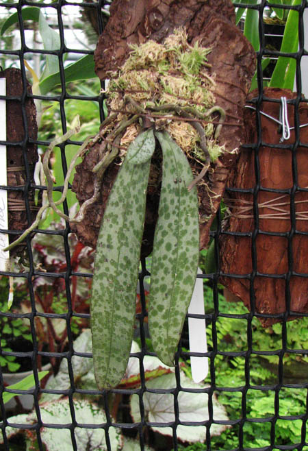 Фото орхидеи Phalaenopsis lindenii