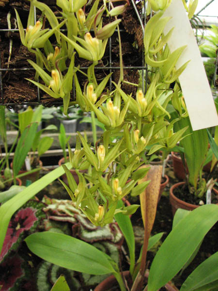 Обильноцветущая орхидея Cirrhaea loddigesii в теплице